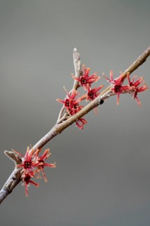 Flowering witch hazel (Hamamelis vernalis), winter, Germany