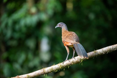 Grey-headed guan (ortalis cinereiceps), bird sitting on a branch, Heredia province, Costa Rica