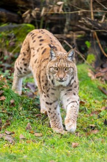 Eurasian lynx (Lynx lynx), in a forest, captive, Bavaria, Germany