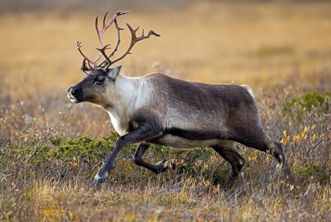 Reindeer (Rangifer tarandus), adult running on the tundra with bloody antlers shedding velvet in