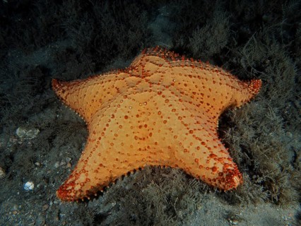 A large orange-coloured starfish, Red cushion sea star (Oreaster reticulatus), lies on the seabed