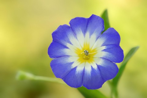 Tricolour bindweed or tricolour bindweed (Convolvulus tricolor), flower, North Rhine-Westphalia,