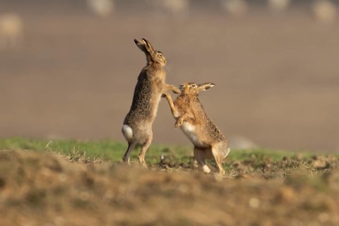 European brown hare (Lepus europaeus) two adult animal hares boxing in a farmland cereal field in