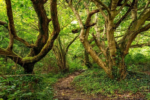 Dense forest with twisted trees and a narrow path leading into the thicket, Derrynane Mass Loop