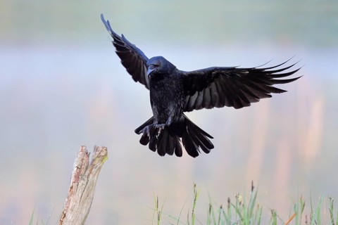 Rabenkrähe lat. Corvus corone, Altvogel fliegt im Morgenlicht einen Weidepfahl an