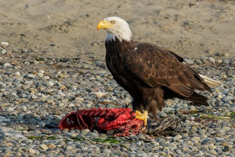 Bald Eagle (Haliaeetus leucocephalus) eating a seal pup on a beach in British Columbia, Canada