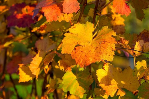 Orange and yellow autumn leaves glow in the sun and create a cosy autumn atmosphere,
