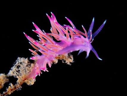 Bright pink nudibranch with purple accents, purple thread snail (Flabellina affinis), on black