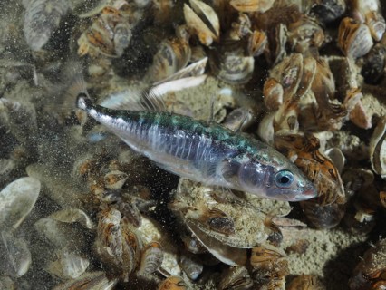 Three-spined stickleback (Gasterosteus aculeatus) swimming near quagga mussels (Dreissena