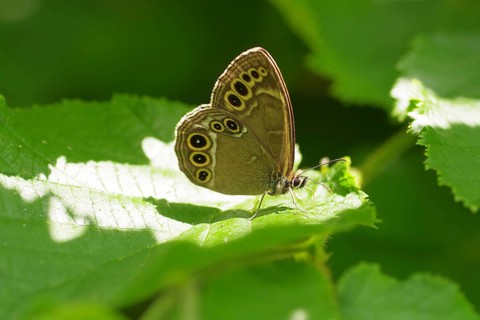 Yellow ringed butterfly (Lopinga achine), butterfly, Austria, The butterfly has large, black, thin