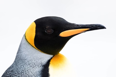 King Penguin (Aptenodytes patagonicus), Falkland Islands