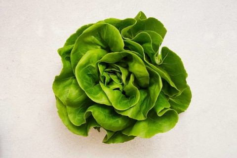 A vibrant head of fresh green butterhead lettuce on a light background, showcasing its crisp,