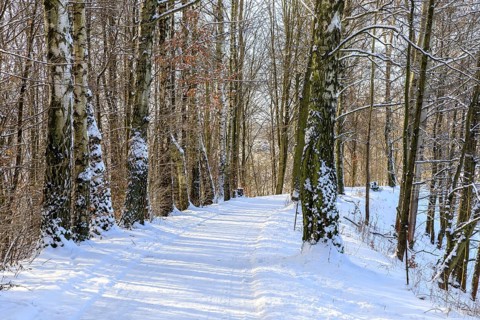 Straight hiking trail on a former railway embankment in the snow near Dürrröhrsdorf-Dittersbach,