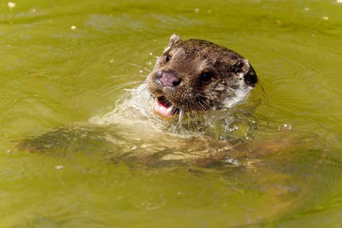 An otter looks curiously out of the water, European otter (Lutra lutra) Germany