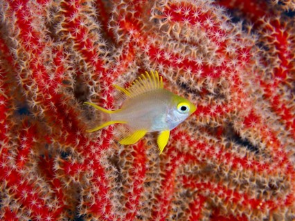 Yellow coloured fish, Golden damselfish (Amblyglyphidodon aureus) juvenile, swimming against a