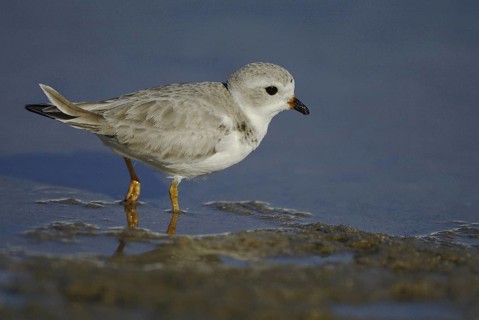 Piping Plover (Charadrius melodus), Florida, USA