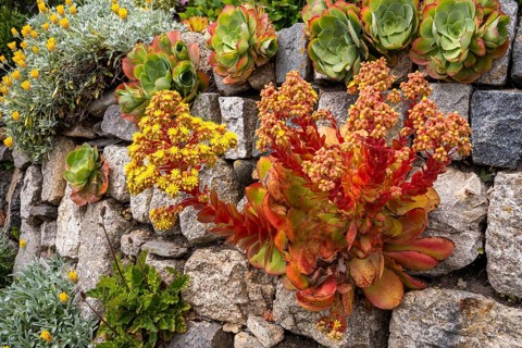 Garden of St Michaels Mount. Various succulents, yellow flowers. St Michael's Mount, Marazion,