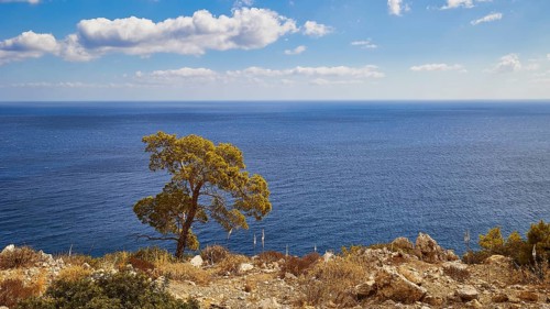 Tree on a rocky cliff in front of a wide blue sea under a slightly cloudy sky, near Kato Lakkos