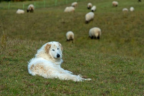French Pyrenean Mountain Dog guarding a flock of sheep, Chablais, France