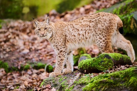 Eurasian lynx (Lynx lynx) walking through a forest, Bavaria, Germany
