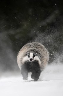 Badger in the snow, Wittlich, Rhineland-Palatinate, Germany