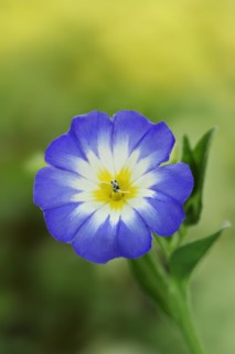 Tricolour bindweed or tricolour bindweed (Convolvulus tricolor), flower, North Rhine-Westphalia,