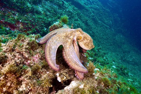 A Common Octopus (Octopus vulgaris) crawls on a lush seabed full of algae. Dive site Cap de Creus