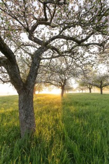 Fresh blossom, morning light, ground mist... simply magical! Foothills orchard meadow in bloom -