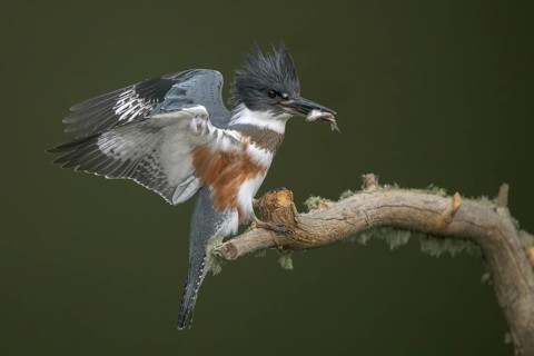 Belted Kingfisher (Megaceryle alcyon) female perched on a branch with a fish prey in its beak,