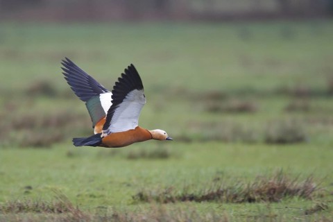 Ruddy Shelduck (Tadorna ferruginea) flying, North Rhine-Westphalia, Germany