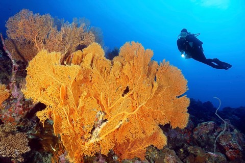 Diver looking at Large Anella Gorgonian (Anella), (Subergorgiidae), soft coral on reef drop-off,