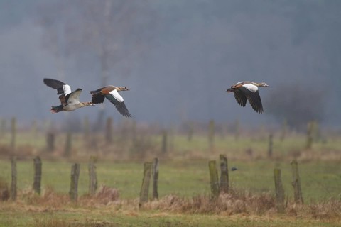 Egyptian Goose (Alopochen aegyptiaca) flying, North Rhine-Westphalia, Germany