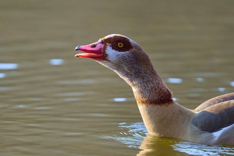 Egyptian goose (Alopochen aegyptiaca), swimming in calm water, lateral profile, spring, Bavaria,