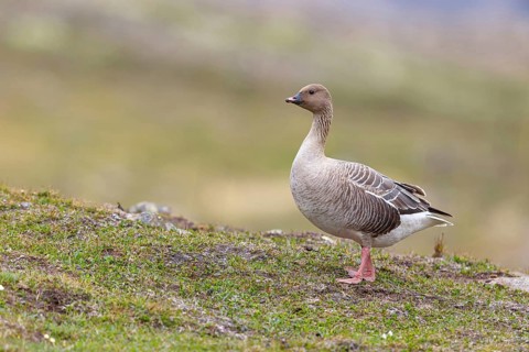 Pink-footed goose (Anser brachyrhynchus), Longyearbyen, Svalbard / Spitsbergen, Norway