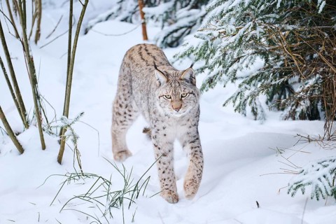 Eurasian lynx (Lynx lynx) walking in a snowy forest in winter, Bavaria, Germany