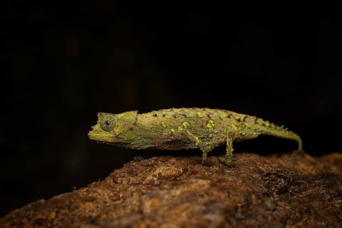 A female earth chameleon of the genus Brookesia vadoni in Marojejy National Park in north-east