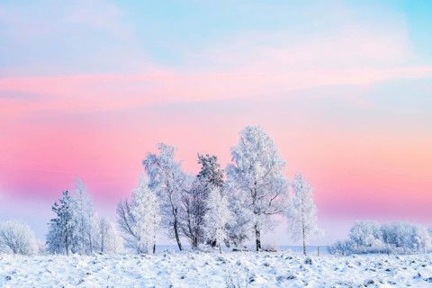 Grove of trees with hoarfrost on a moor at dusk with pink sky on a cold snowy winter evening