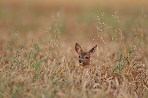 Roe deer (Capreolus capreolus) juvenile fawn in a farmland wheat field, Suffolk, England, United