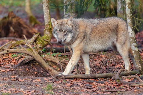 A young grey wolf (Canis lupus lupus) stands in the forest on an overcast day
