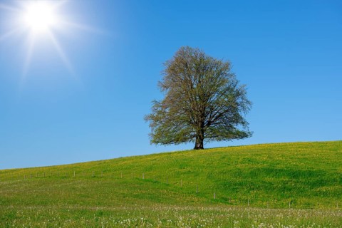 A single tree stands on a hill under a clear blue sky with bright sunshine, copper beech (Fagus