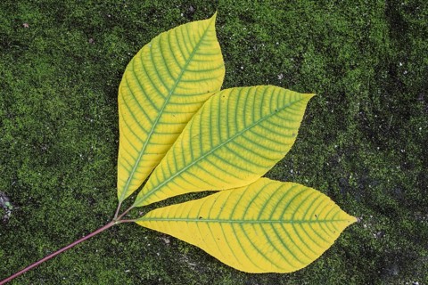 Shrub chestnut (Aesculus parviflora, autumn foliage, Speyer, Rhineland-Palatinate, Germany