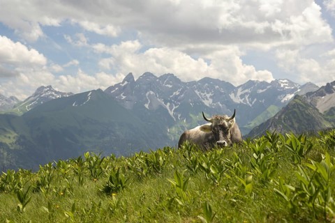 Allgäu brown cattle (Bos primigenius taurus) on the Fellhorn, behind them the Allgäu main ridge