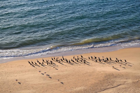 Cormorant (Phalacrocorax varius), bird species of the cormorant family, near Cape Perón, François