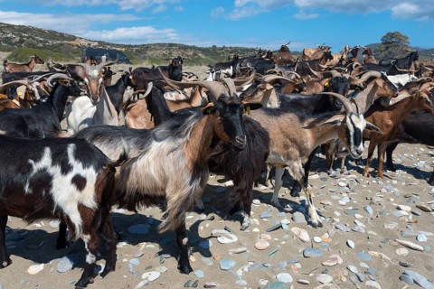 Large herd of goats on a sandy beach with rocks and blue sky, Paralia Charakia, Harakia beach,