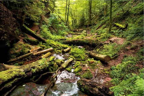 A stream in the Wolfsschlucht (Wolf Gorge) in the Odenwald. Zwingenberg, Neckar-Odenwald district,