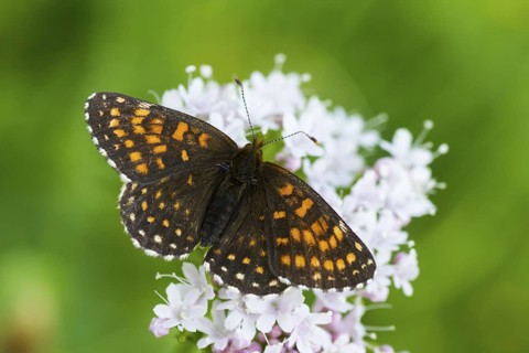Melitaea diamina - False heath Fritillary - Baldrian-Scheckenfalter, Austria, imago