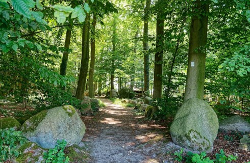 Erratic blocks in the Neuenknick erratic block forest in the Teutoburg Forest. Around 2000 of the