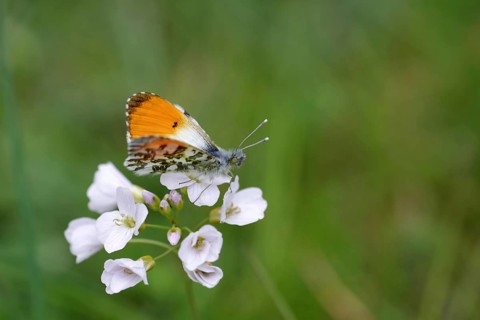 Butterfly, aurora butterfly (Anthocharis cardamines), male, meadow foamwort (Cardamine pratensis),