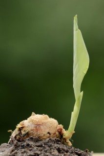 Turmeric or turmeric (Curcuma longa), rhizome and leaf shoot, spice and medicinal plant, North