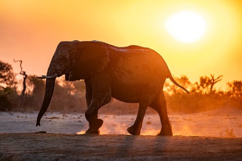 African elephant (Loxodonta africana), sunset, Savuti, Chobe National Park, Botswana